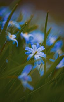 Close-up of vibrant blue starflowers blooming in lush green grass, capturing spring's beauty.