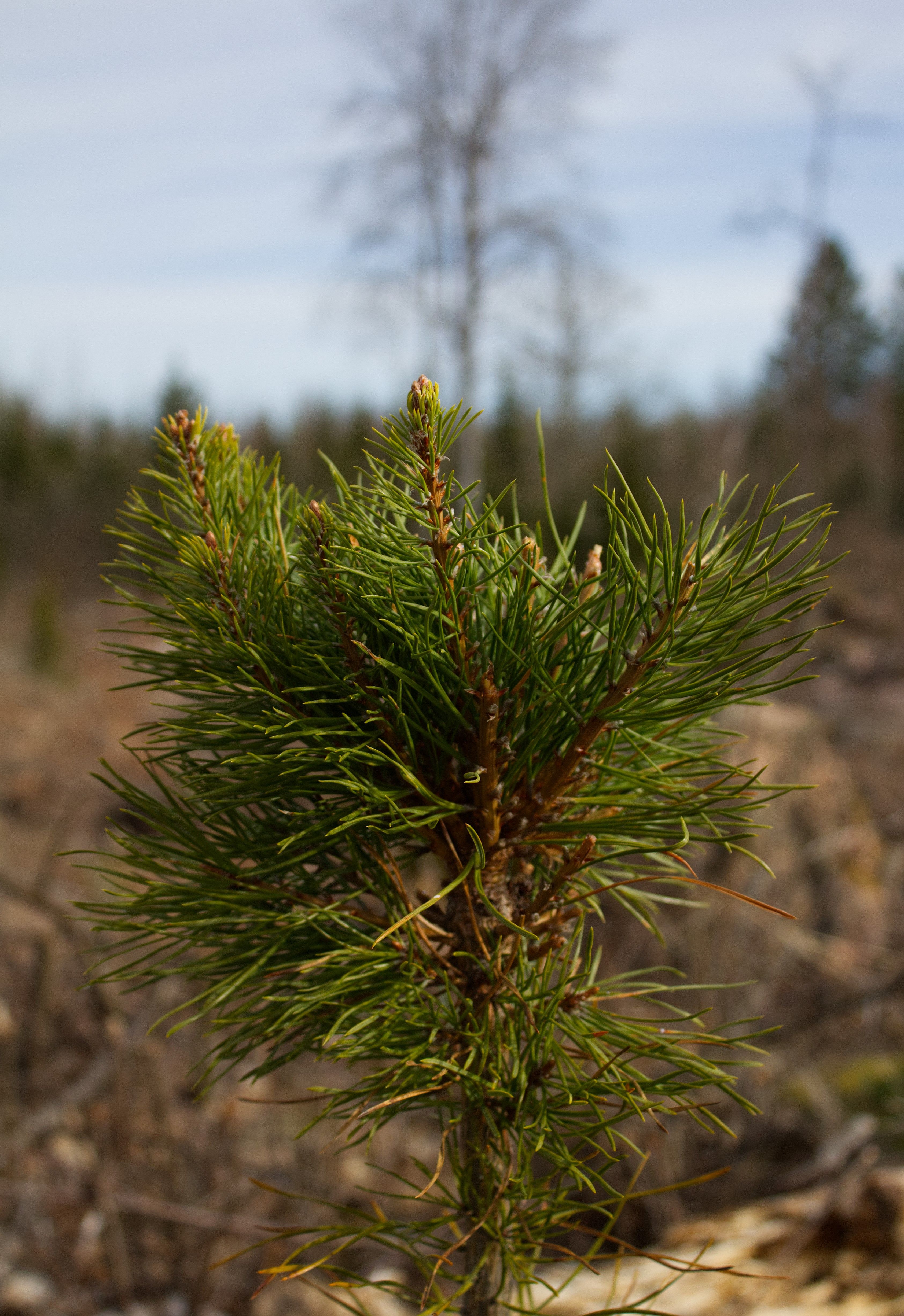 Close-Up of Young Pine Tree in Natural Habitat · Free Stock Photo