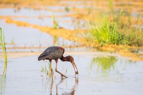 Free Glossy Ibis searches for food in a tranquil wetlands environment, reflecting nature's harmony. Stock Photo