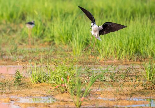 Free A Black-winged Stilt flying over vibrant green marshland, showcasing its elegant long legs and contrasting black and white plumage. Stock Photo