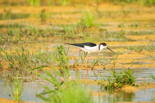 Free A black-necked stilt searching for food in vibrant wetland environment. Stock Photo