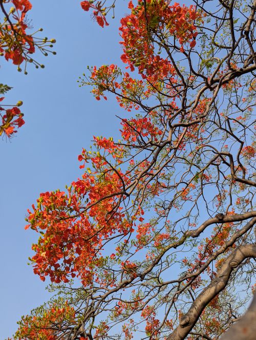 Free Vibrant red Gulmohar blossoms in Pune, India, signalling the onset of summer. Stock Photo
