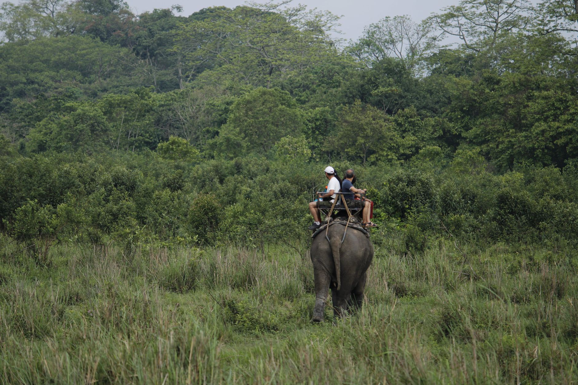 Elephant Safari