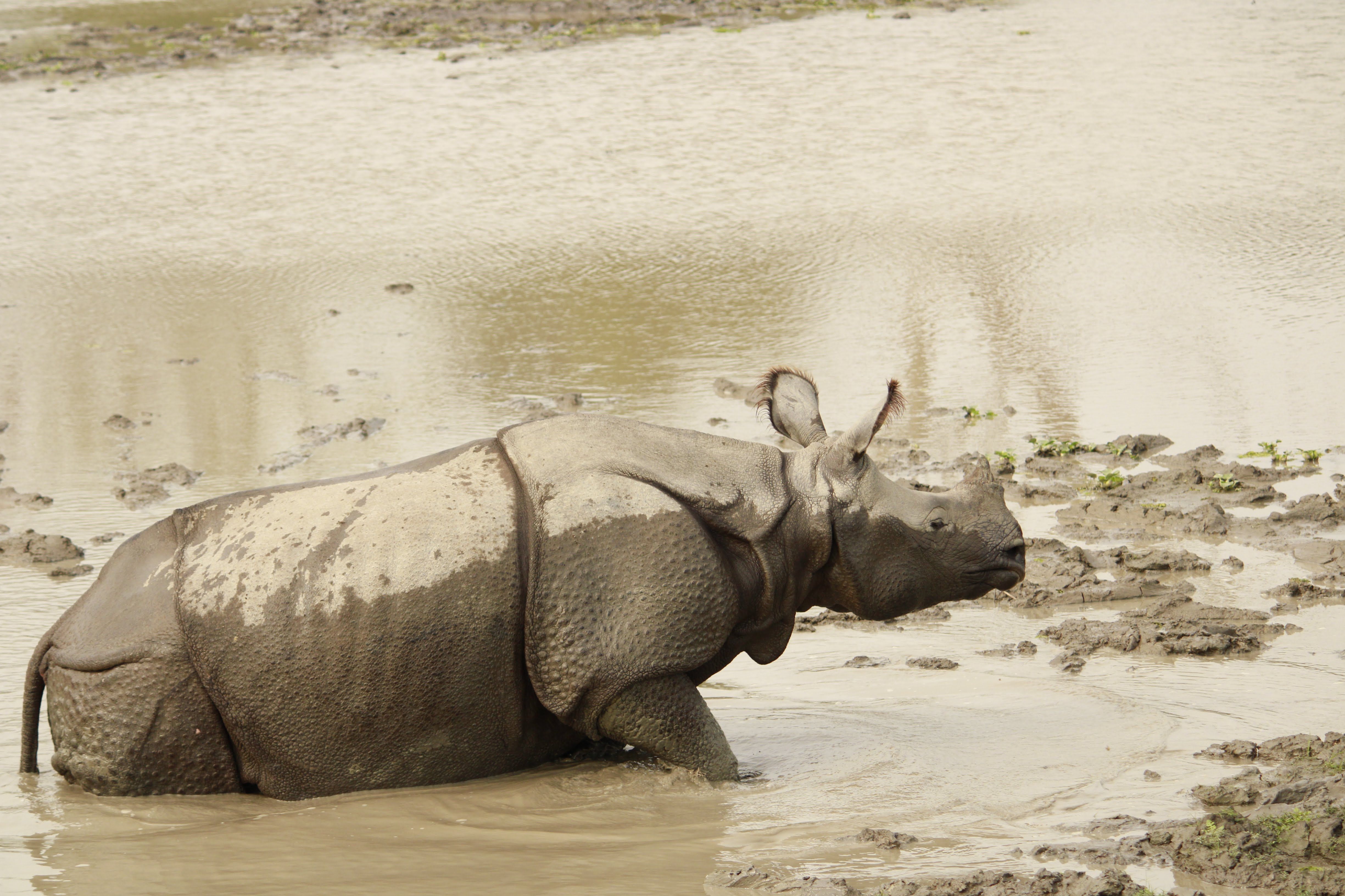 Kaziranga