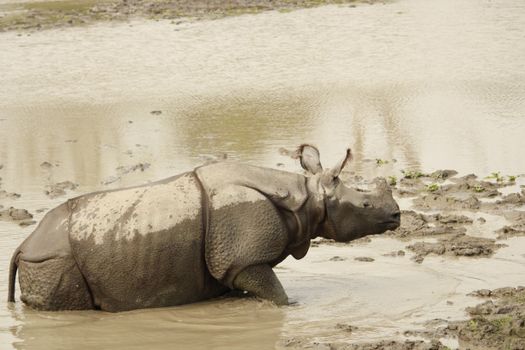 An Indian rhinoceros cooling off in a muddy waterhole in Kaziranga National Park, Assam, India.
