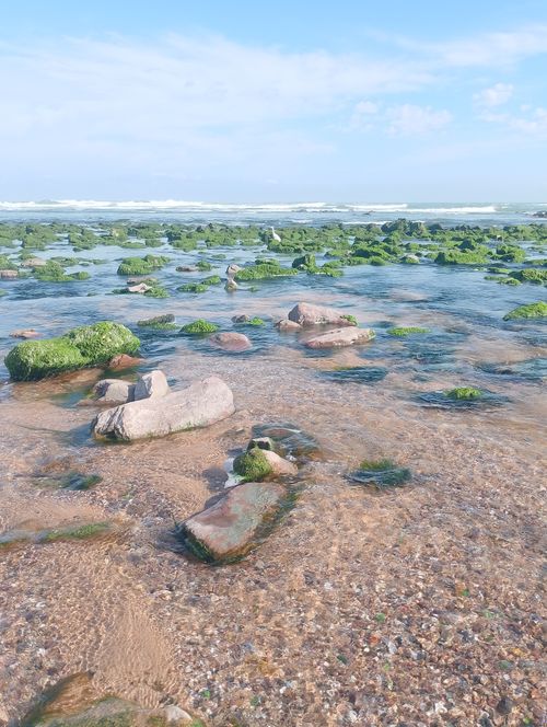 Free Scenic view of a rocky shore covered in green algae with clear blue waters under a bright sky. Stock Photo