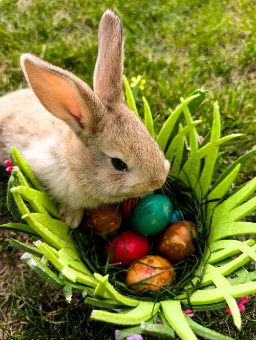Free Cute bunny next to a colorful Easter egg basket on a sunny day outdoors. Stock Photo