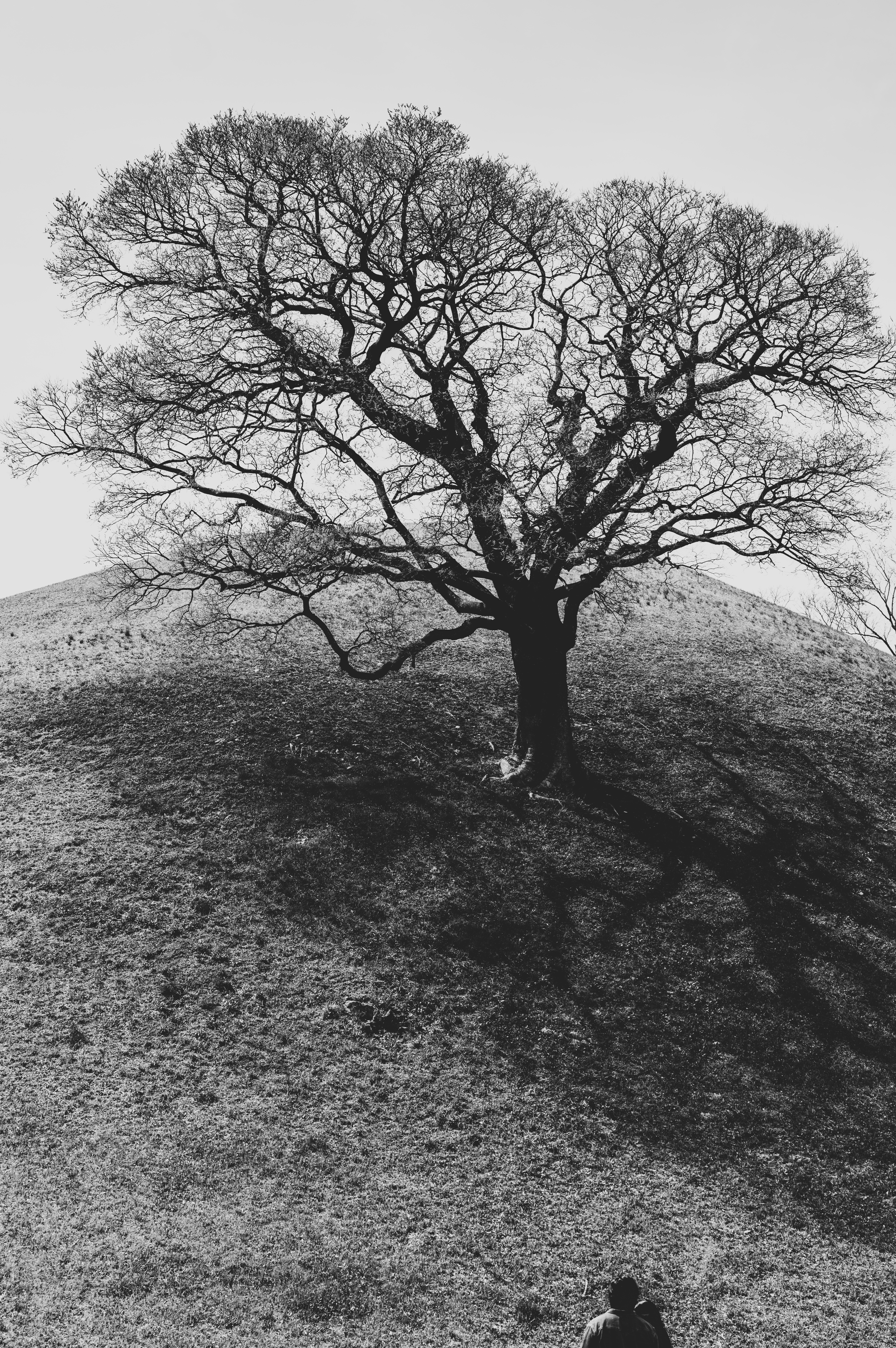 Solitary Tree on Hill in Black and White · Free Stock Photo