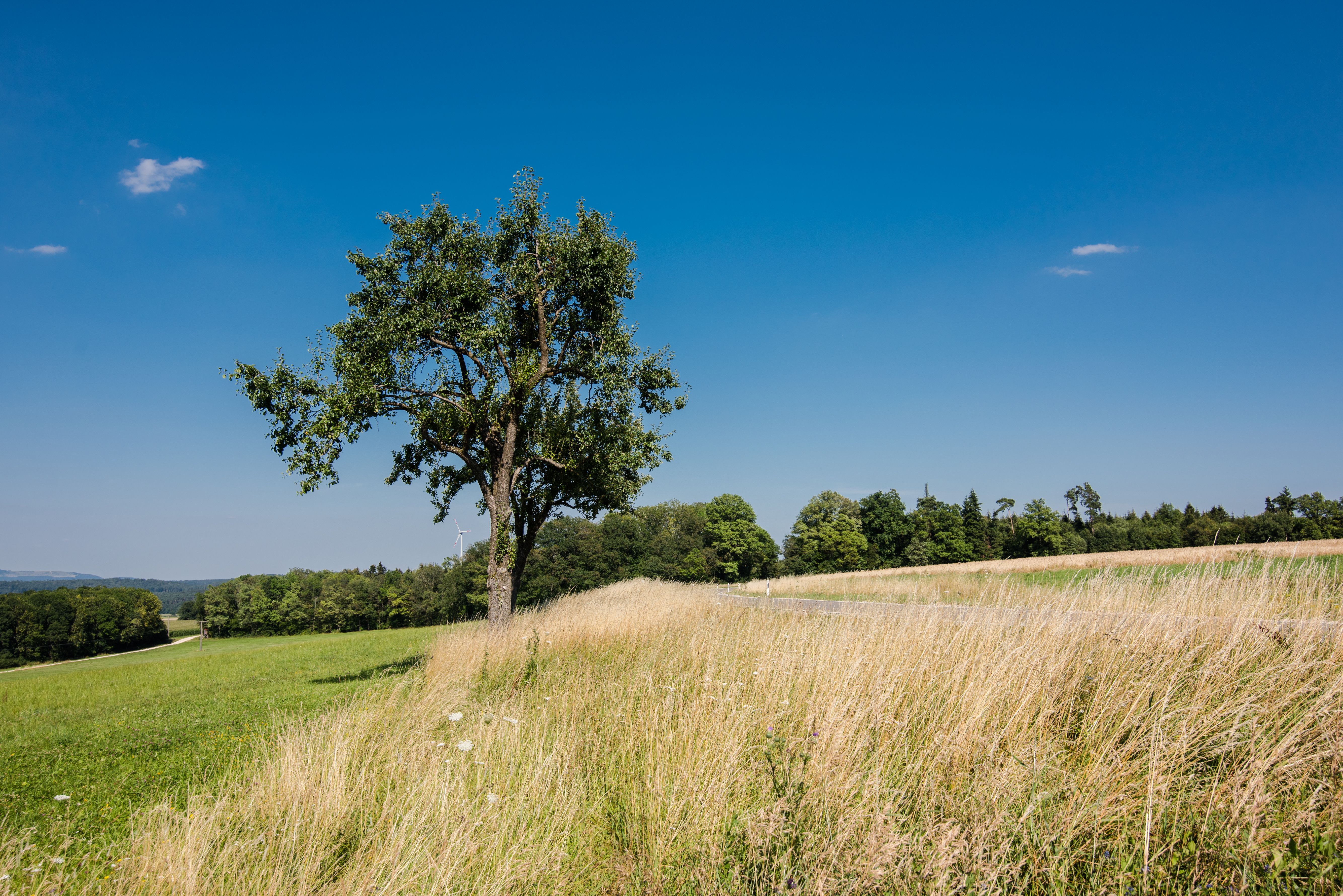 Green Tree on Brown Grass Field Under Blue Sky · Free Stock Photo