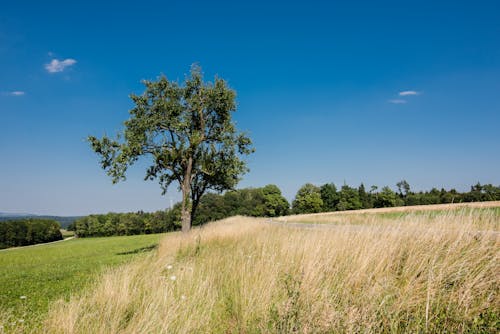 Foto d'estoc gratuïta de a l'aire lliure, arbre, camp d'herba