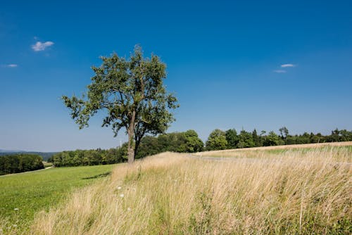 Gratis lagerfoto af blå himmel, dagslys, eng