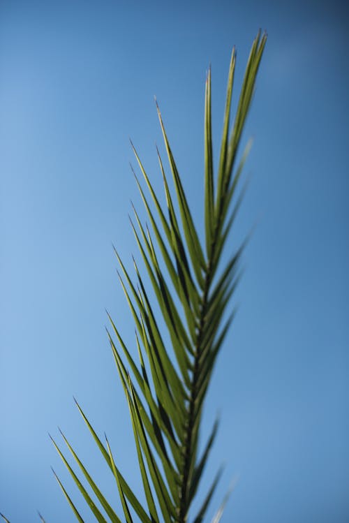 Grüne Palmenpflanze