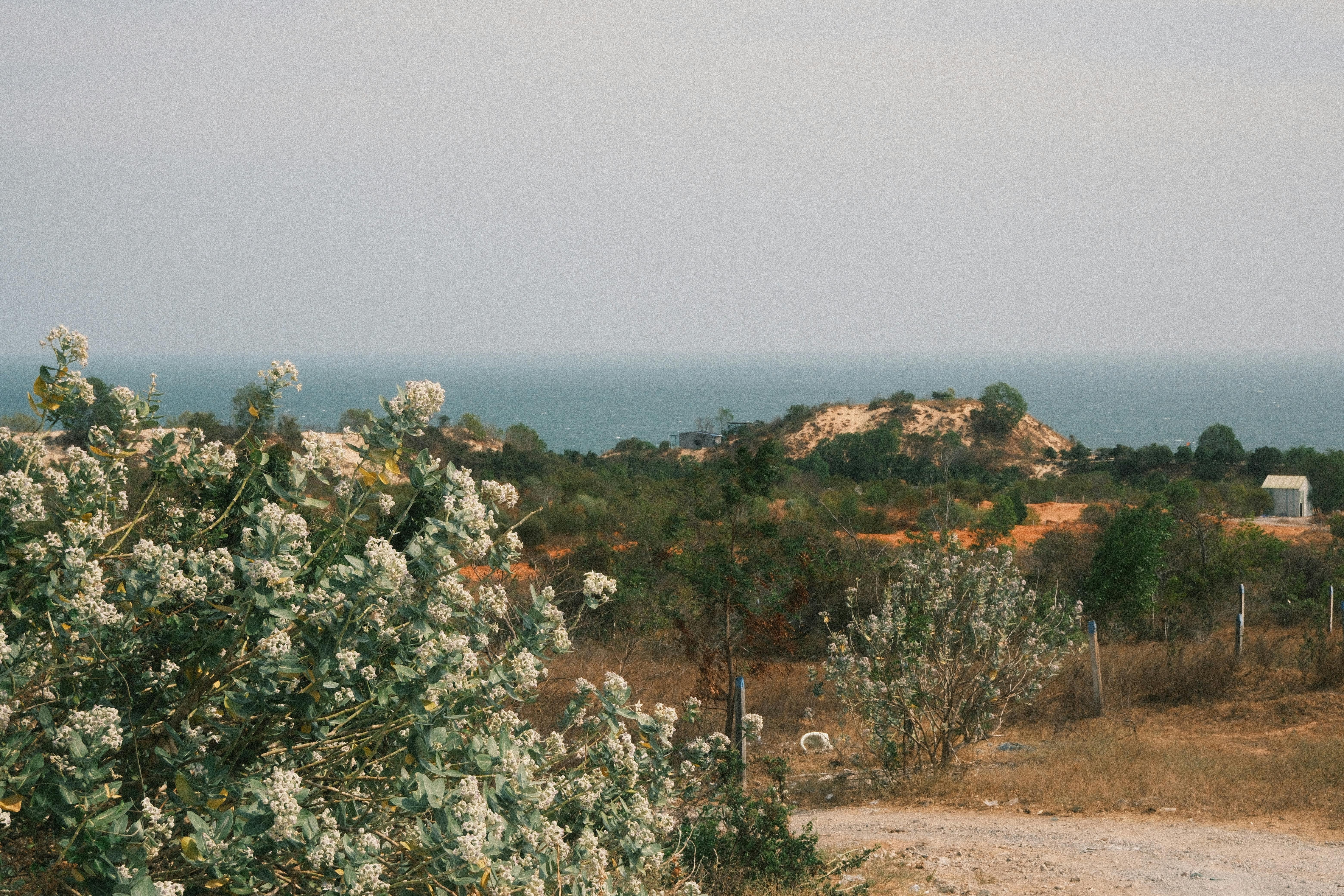 A scenic view of Phan Thiet's coastline featuring vibrant shrubs and distant sea under a clear sky.
