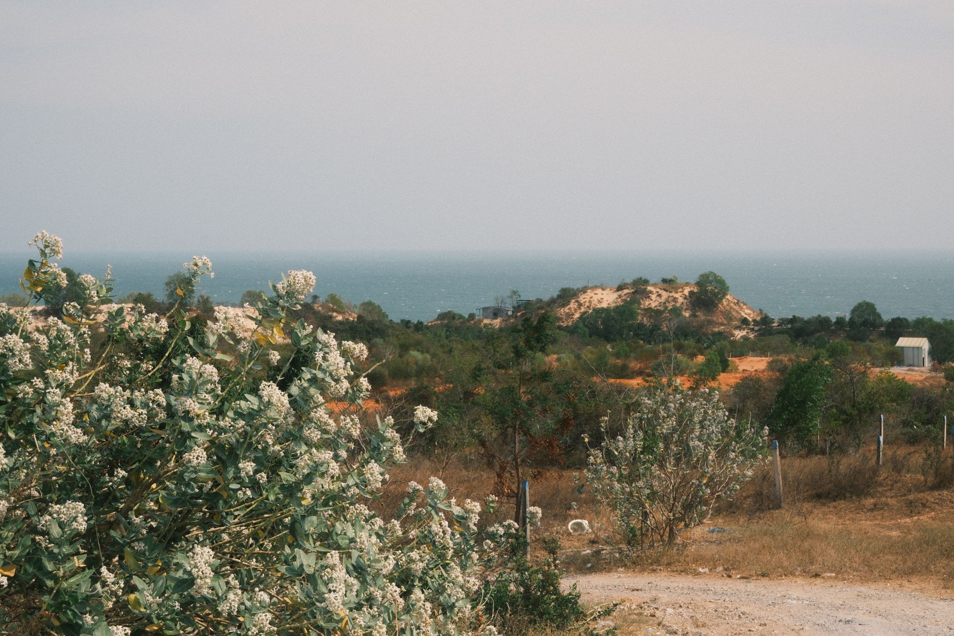 A scenic view of Phan Thiet's coastline featuring vibrant shrubs and distant sea under a clear sky.