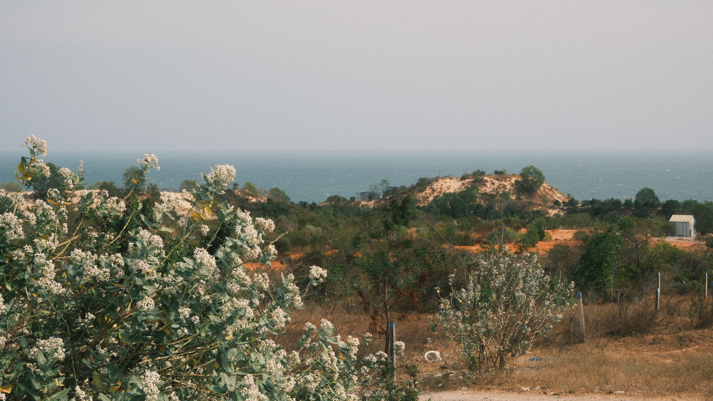 A scenic view of Phan Thiet's coastline featuring vibrant shrubs and distant sea under a clear sky.