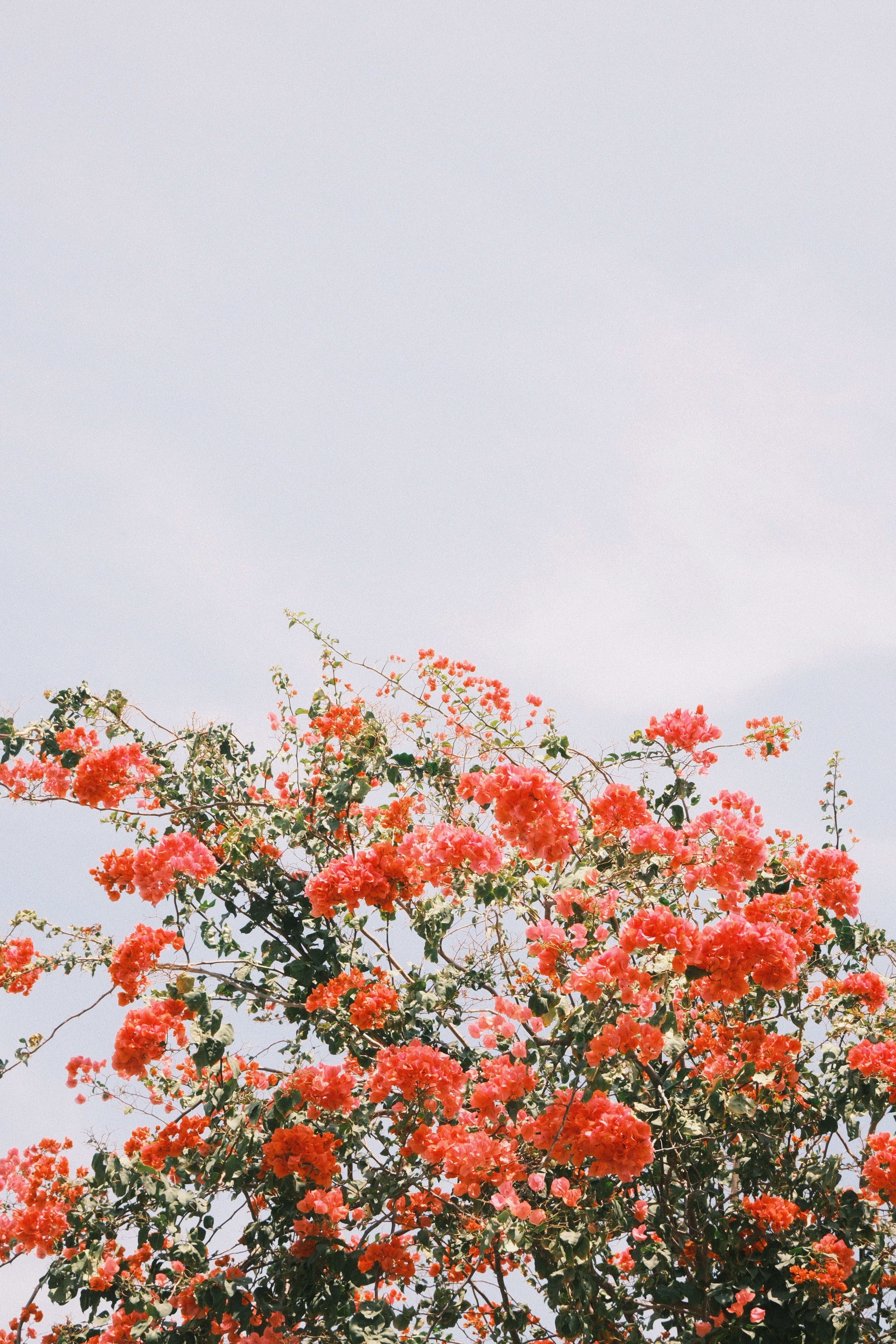 Bright red bougainvillea flowers set against a clear sky, capturing the essence of tropical beauty.
