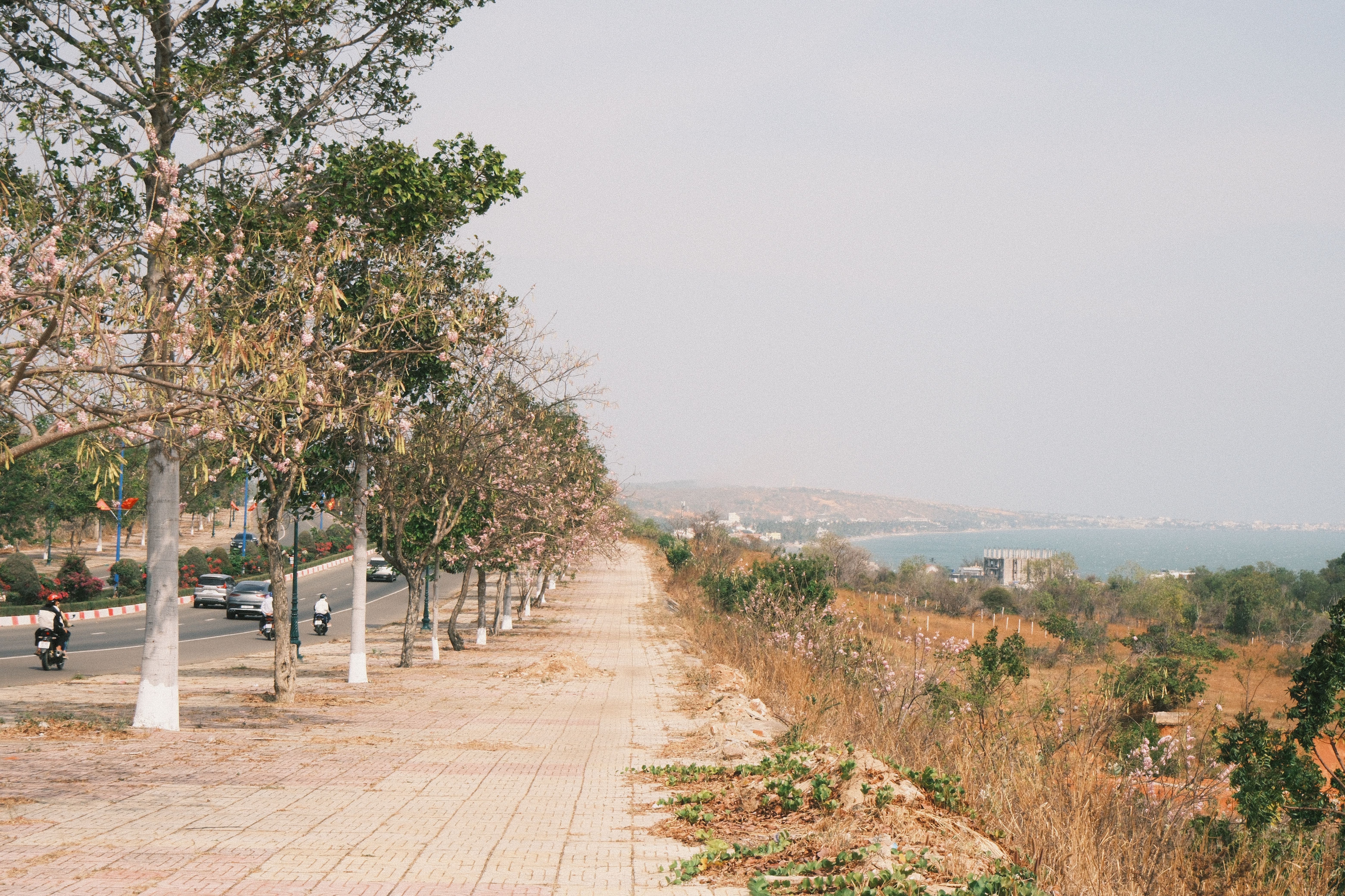 Serene view of a coastal road in Phan Thiet, Vietnam, lined with blooming trees and ocean vistas.