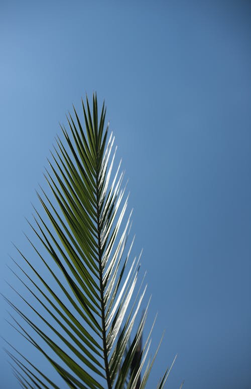 Foto d'estoc gratuïta de cel blau, creixement, fulles