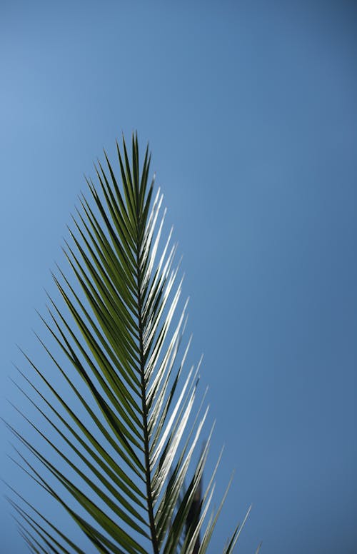 Green Palm Tree Under Blue Sky