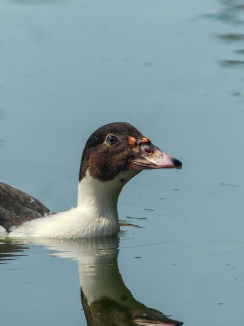 Free Close-up of a Muscovy duck gliding gently across a serene lake on a sunny day. Stock Photo