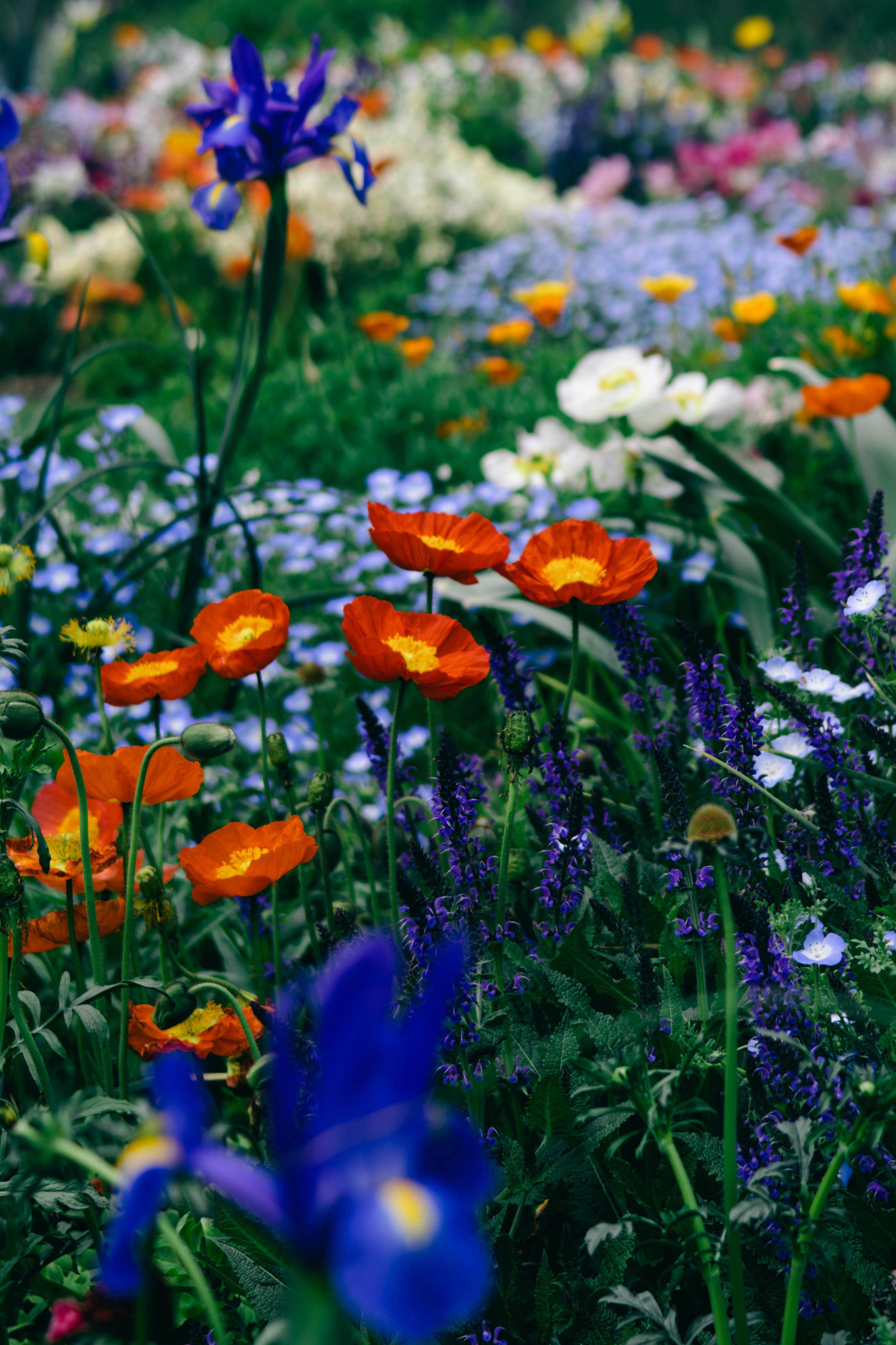 [ColoSach]-a-colorful-display-of-diverse-flowers-including-poppies-and-irises-in-a-spring-garden.