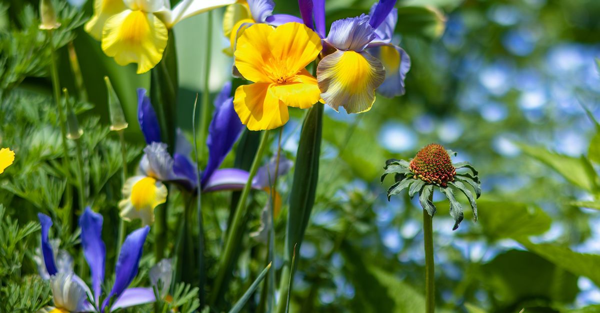 Guide Pratique pour Cultiver des Légumes au Printemps
