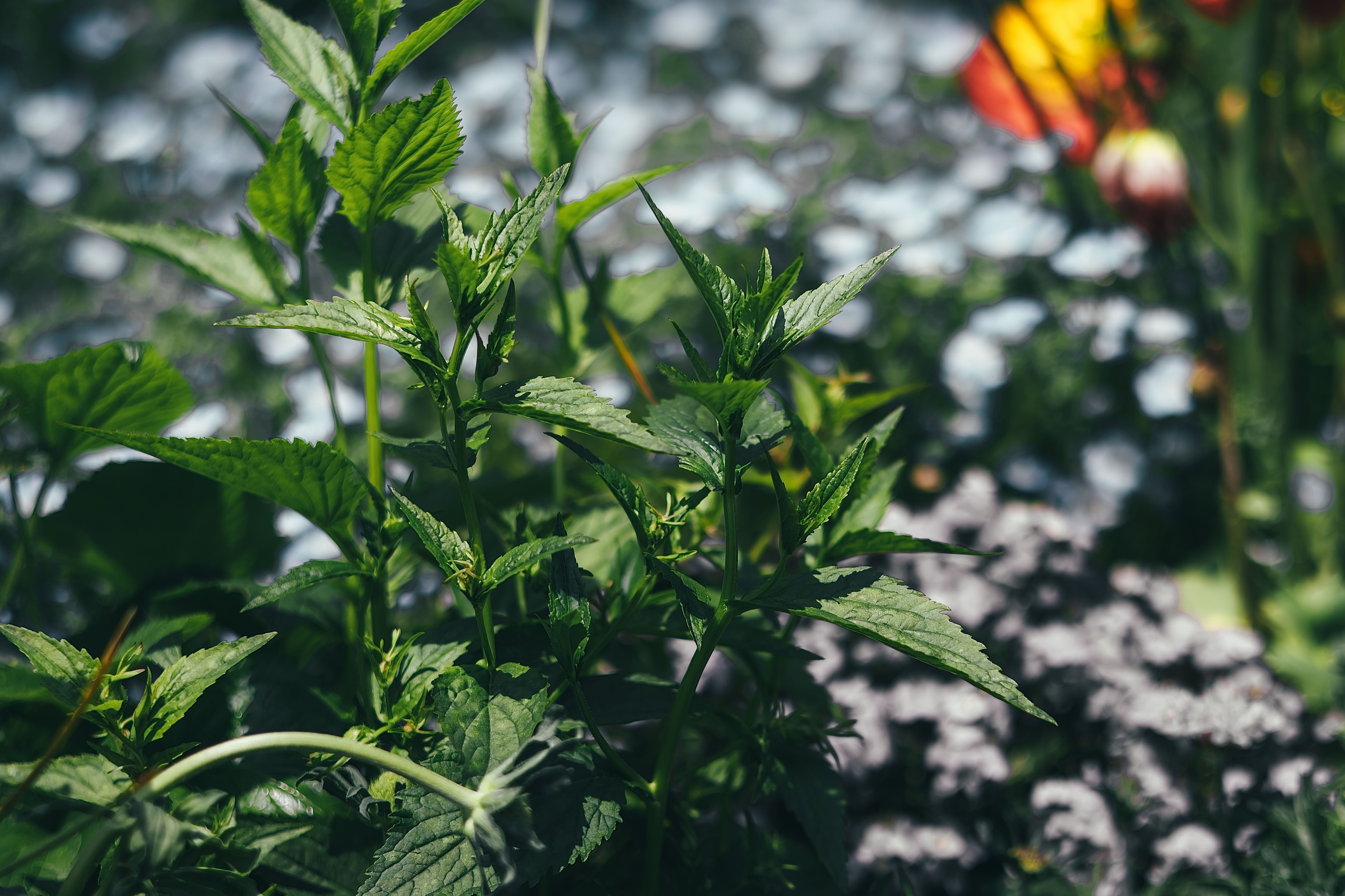 Les plantes sauvages à adopter dans votre intérieur