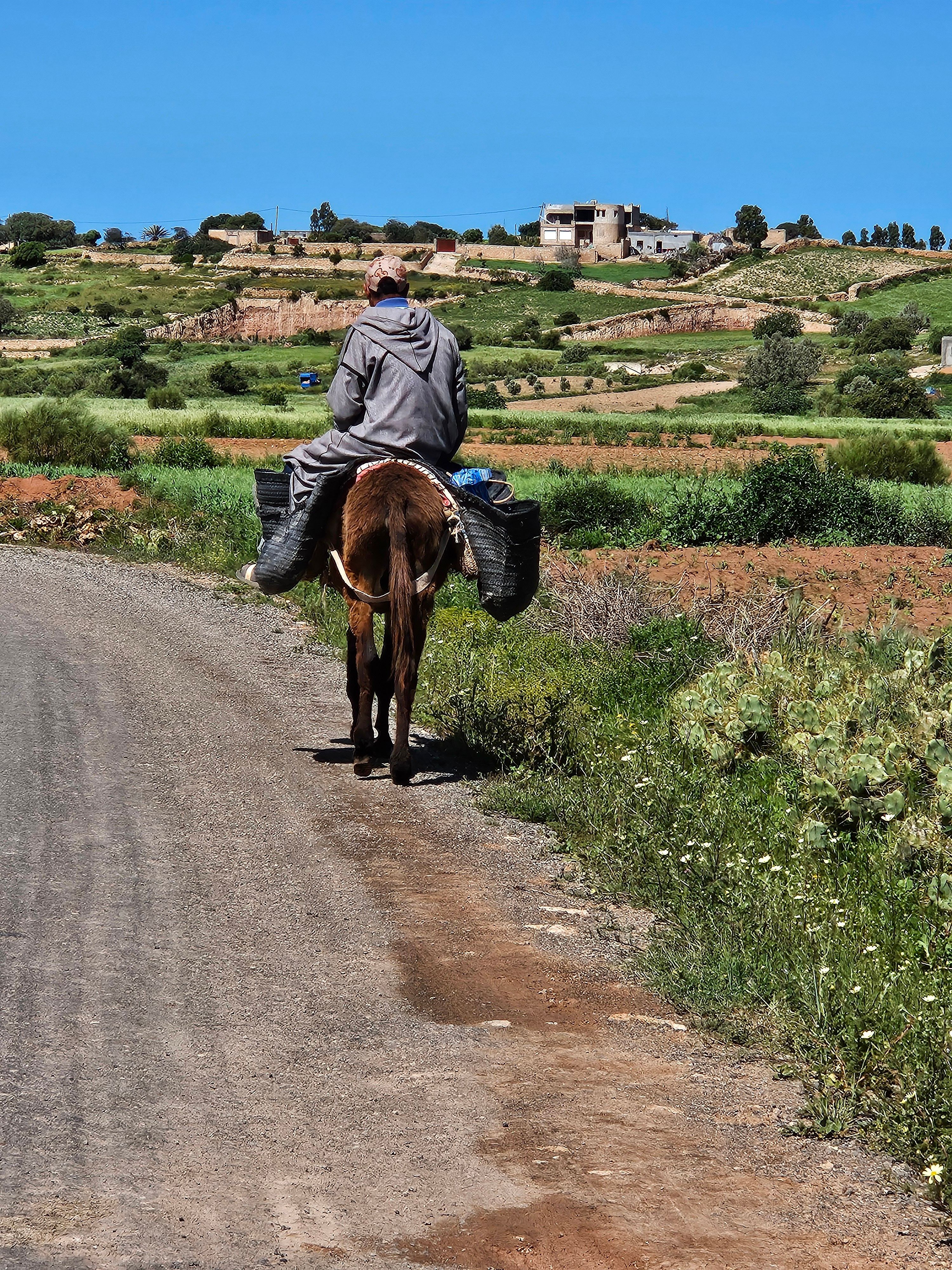 Rural scene of man riding donkey on country road · Free Stock Photo