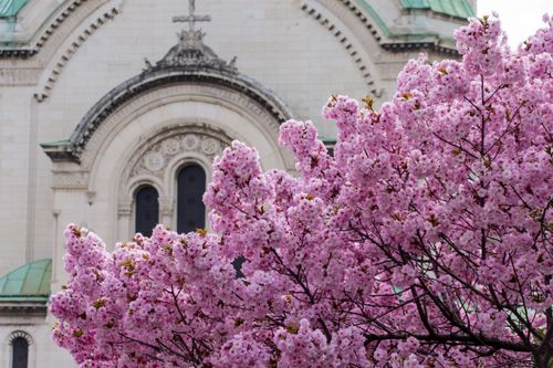 Free Vibrant pink cherry blossoms in full bloom adorn a historic church backdrop. Stock Photo
