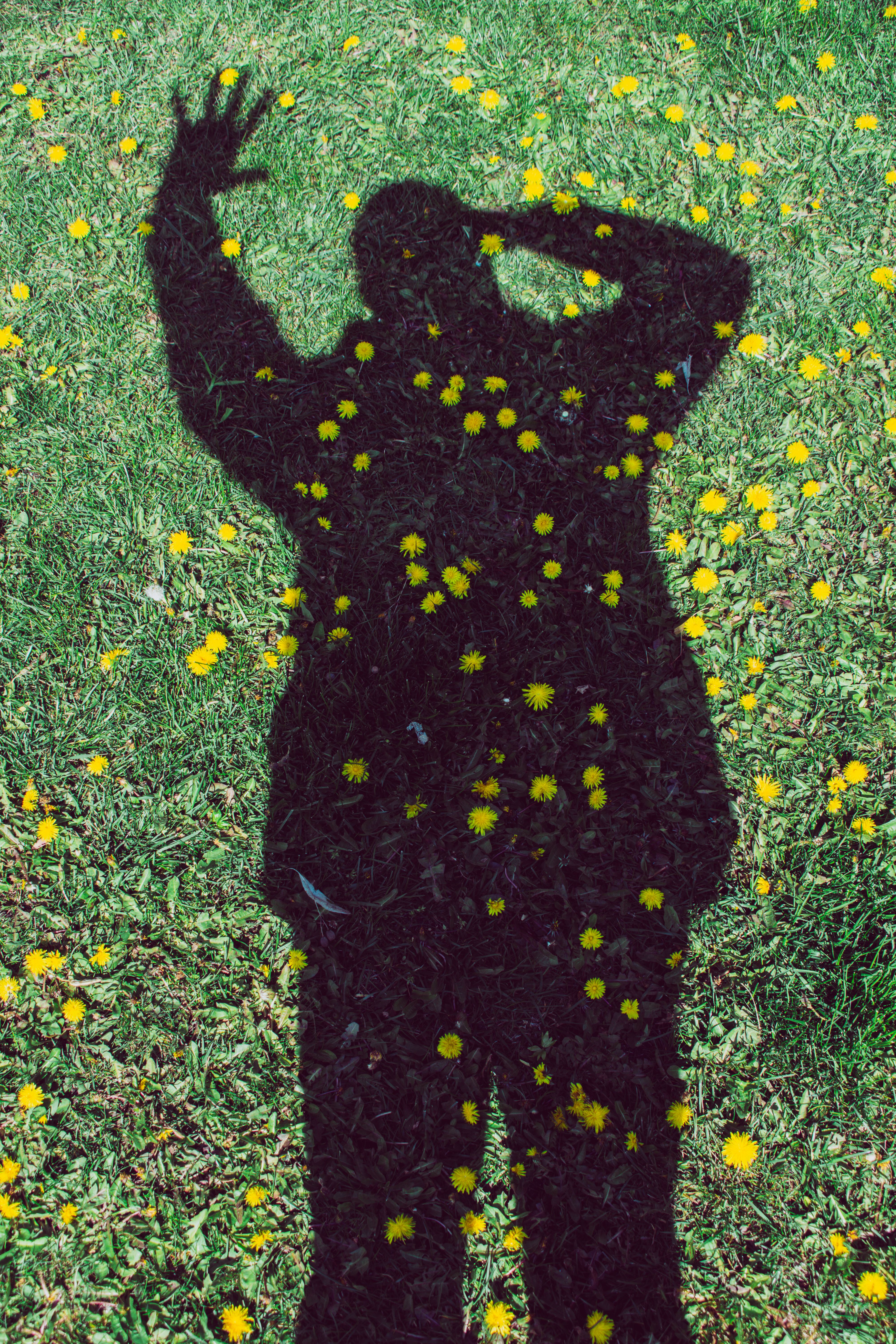 Silhouette of person waving on a grassy field with dandelions.