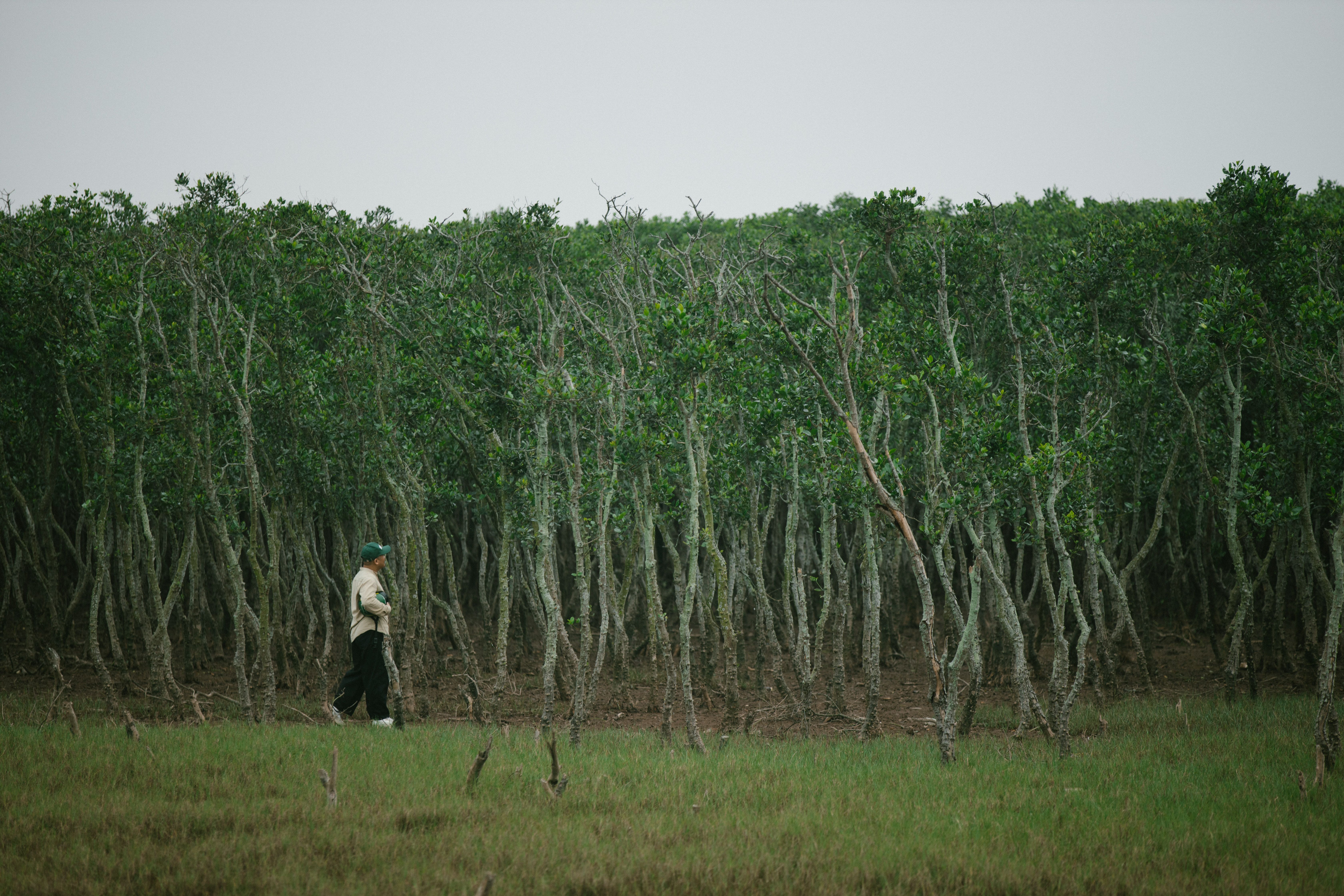 Person walking along lush green forest edge, Madagascar