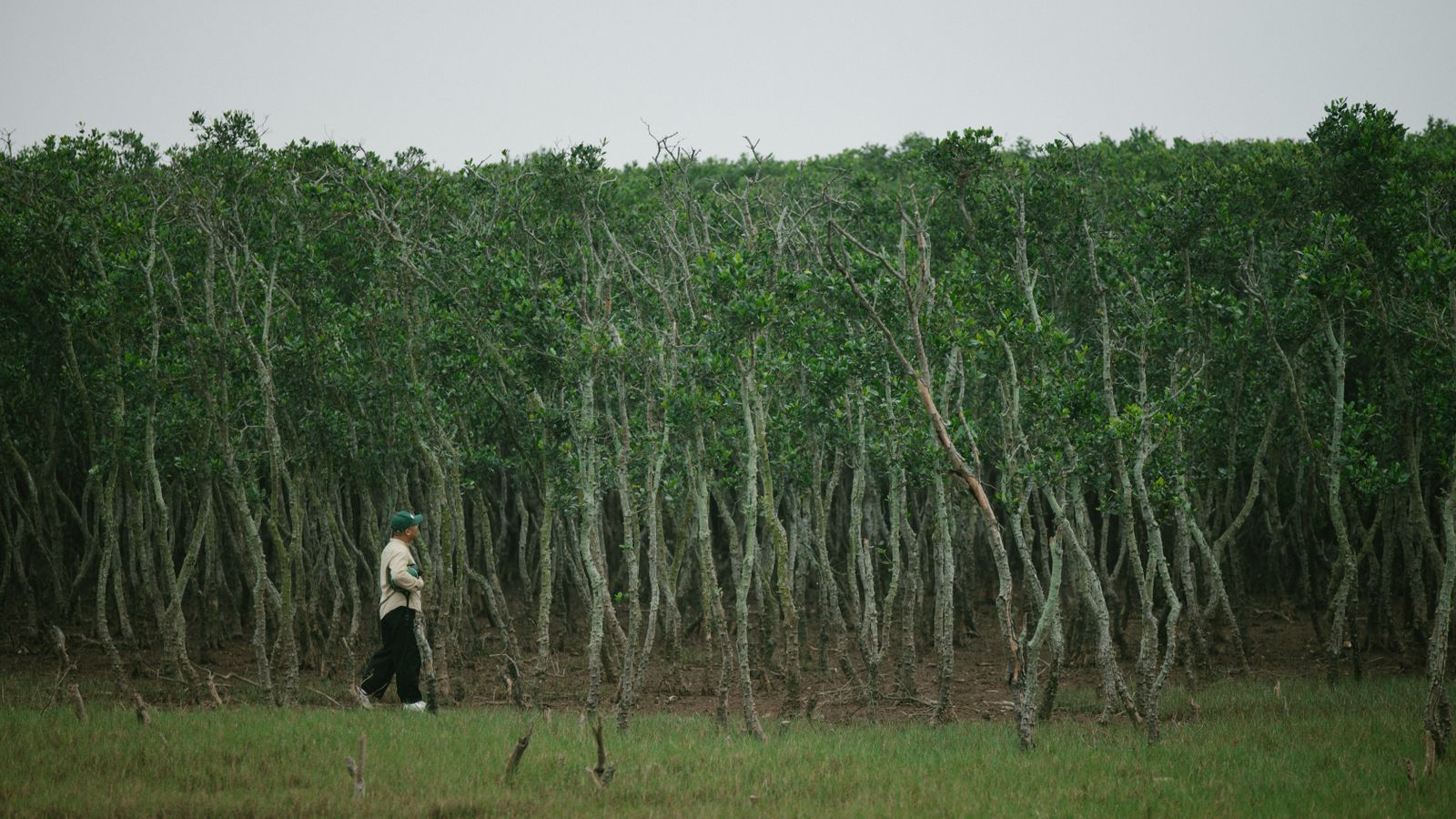 Person walking along lush green forest edge, Madagascar