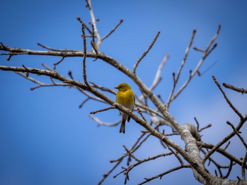 Free A yellow warbler perched on a bare tree branch against a clear blue sky. Stock Photo