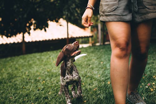 Foto De Cachorro E Pessoa Andando Na Grama