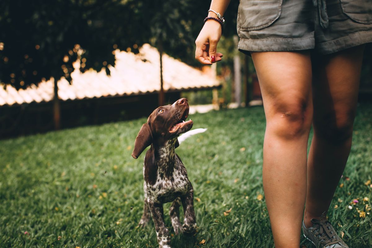 Owner communicating with a dog outdoors during a calm training session