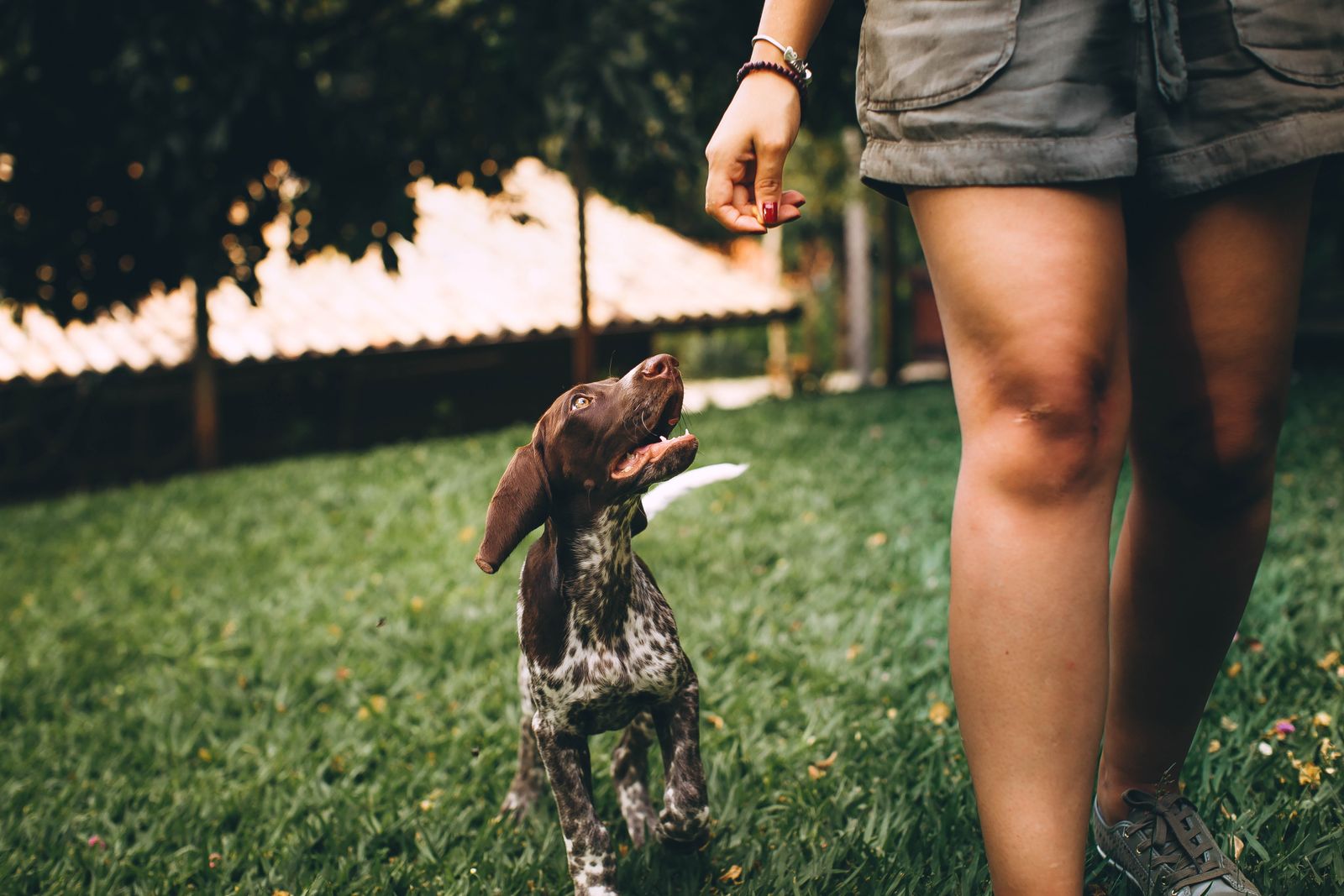 A young dog following a person during a calm outdoor training session.