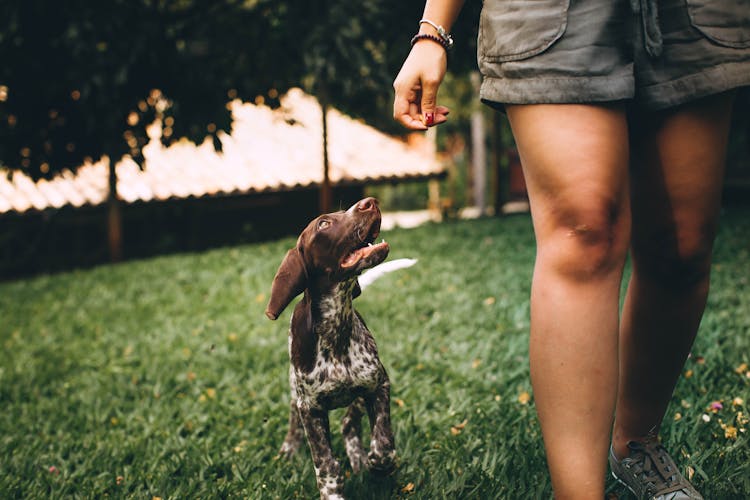 Photo Of Dog And Person Walking On Grass