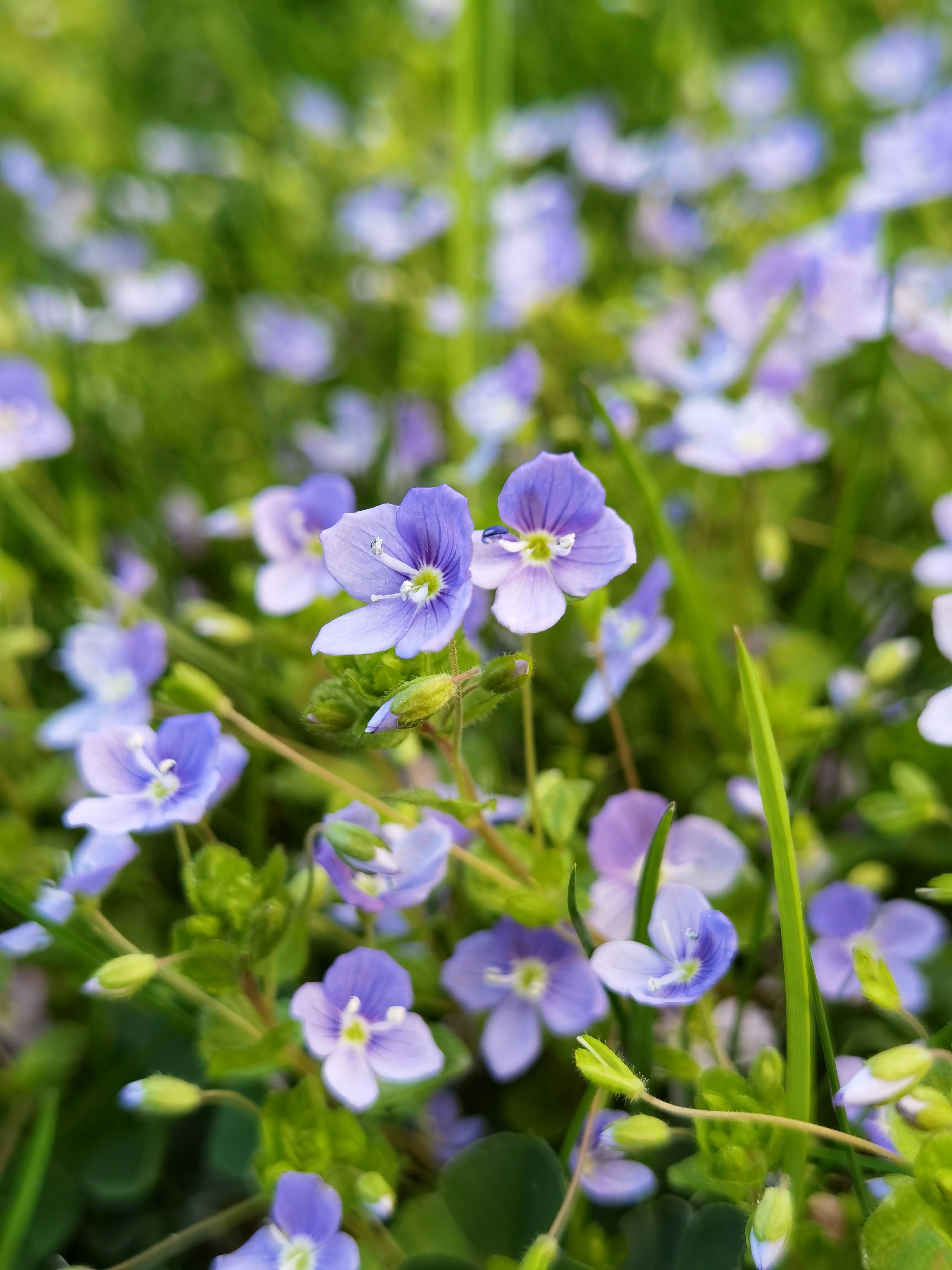 [ColoSach]-beautiful-blue-veronica-flowers-blossoming-among-lush-green-grass,-captured-in-crisp-detail.