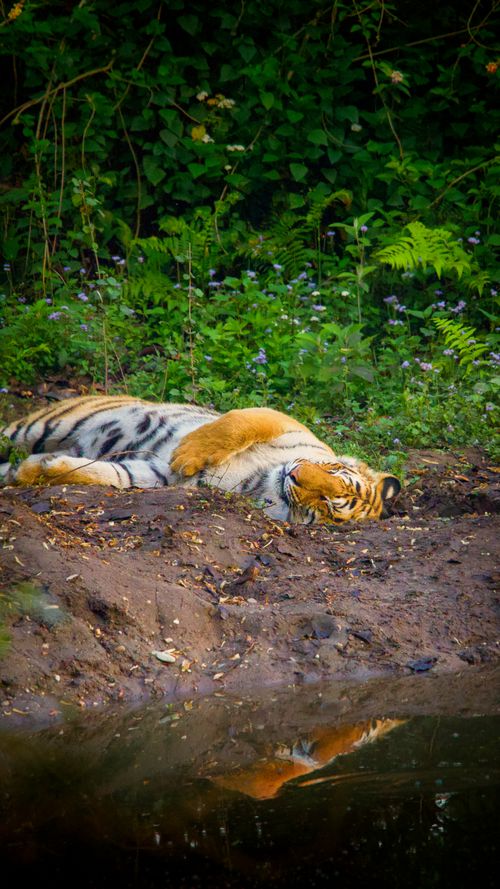 Free A Bengal tiger rests by a forest stream in the lush Dogadda Range, tranquil and majestic. Stock Photo