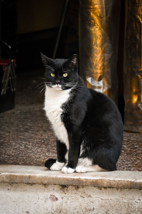 Free A black and white cat sitting calmly near the entrance of a building in Ioannina, Greece. Stock Photo