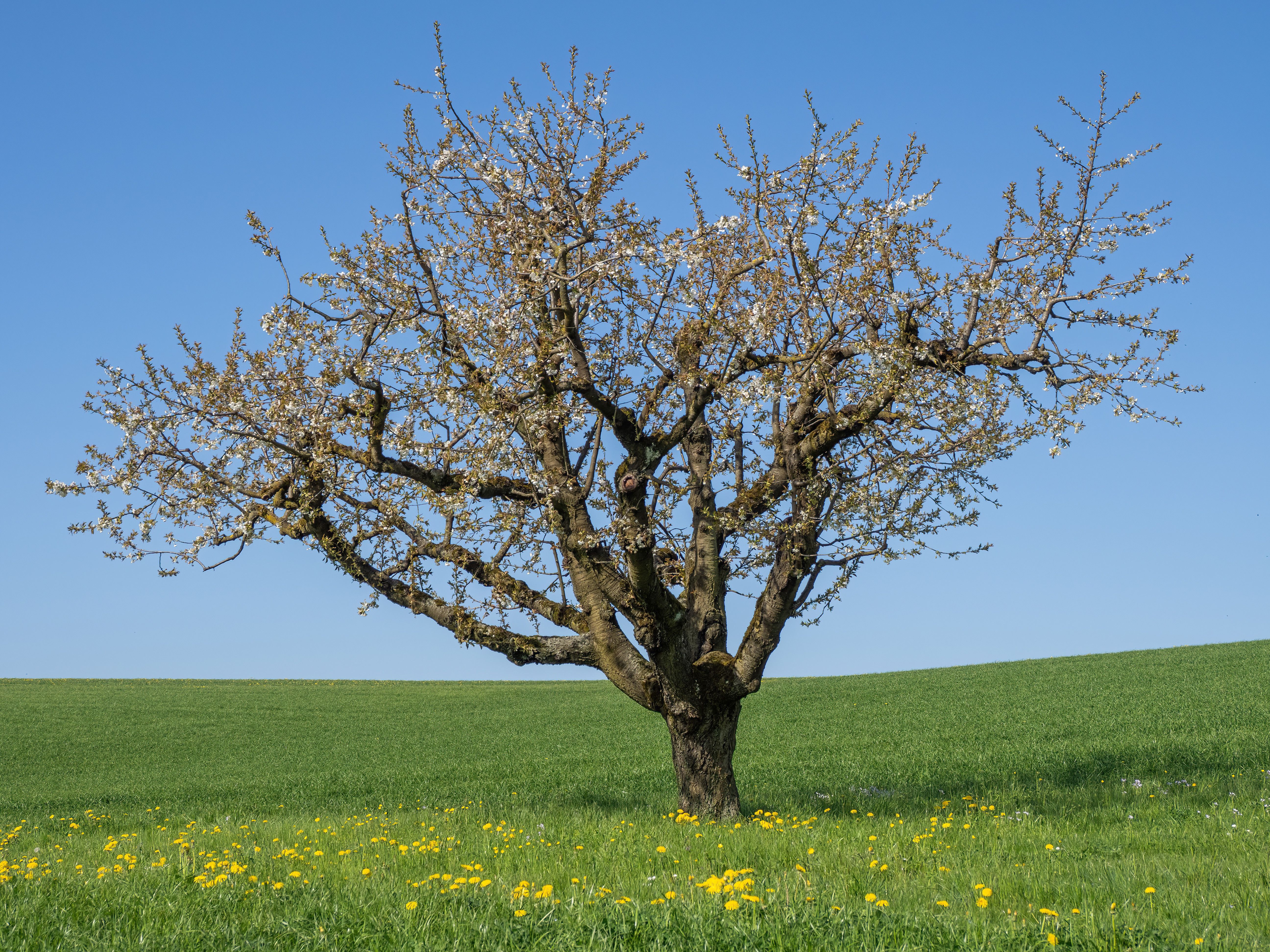 A solitary tree in full bloom stands in a grassy meadow under a clear blue sky.