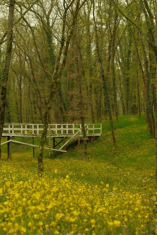 Springtime Forest Bridge Springtime Bridge Amidst Blooming Wildflowers · Free Stock Photo