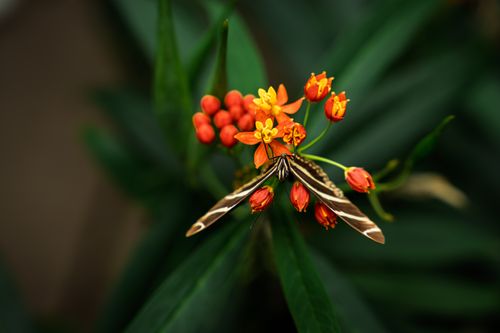 Free A butterfly rests on bright orange Asclepias flowers, surrounded by lush green leaves. Stock Photo