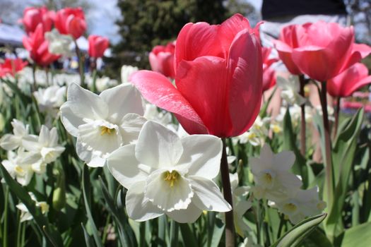 A colorful display of tulips and daffodils in a spring garden in Morges, Switzerland.