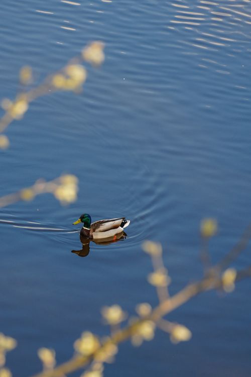 Free A solitary duck gracefully glides on a tranquil lake, surrounded by spring blossoms. Stock Photo