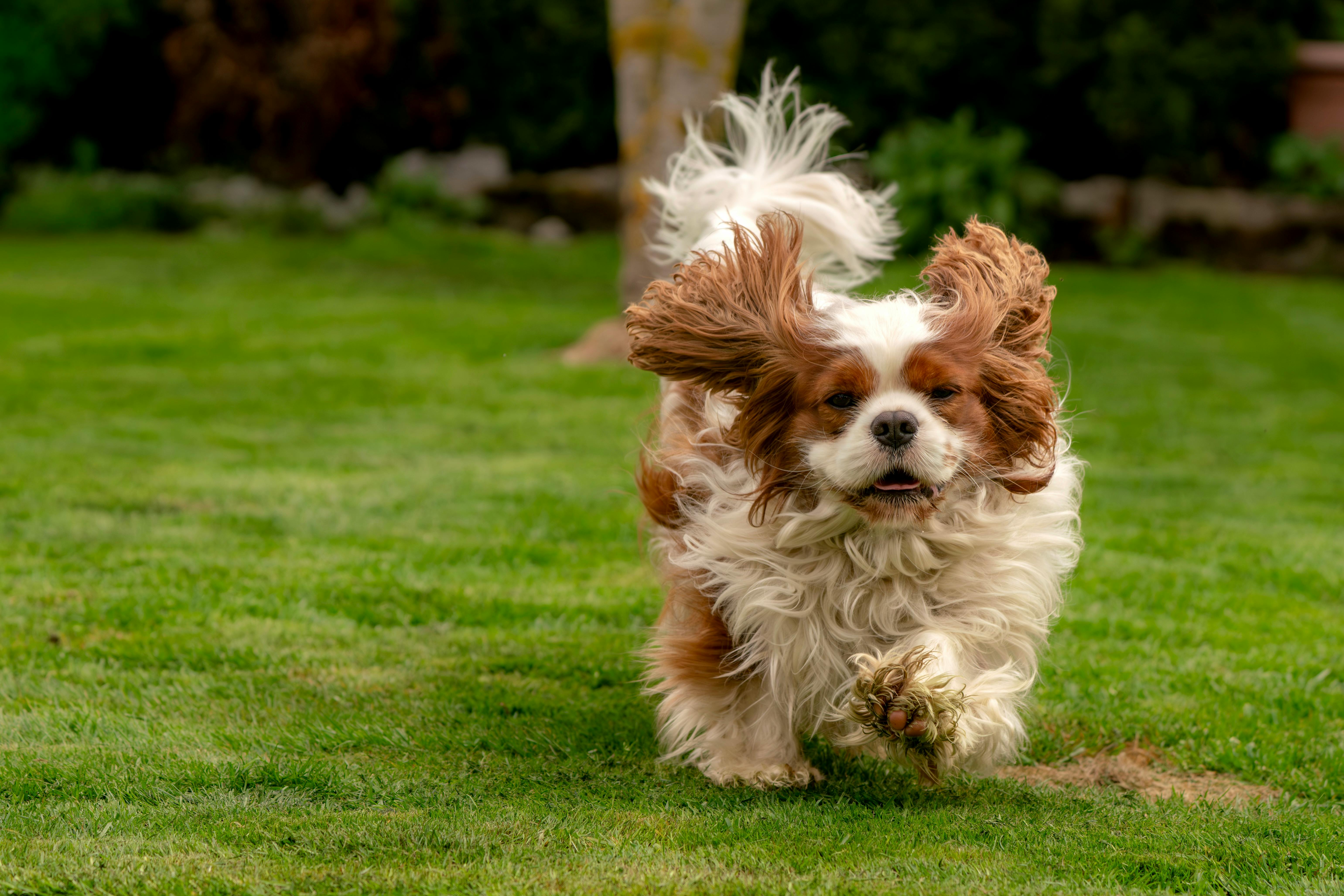 pet insurance pet wellness — Photo by Susanne Jutzeler, suju-foto on Pexels