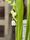 lily of the valley