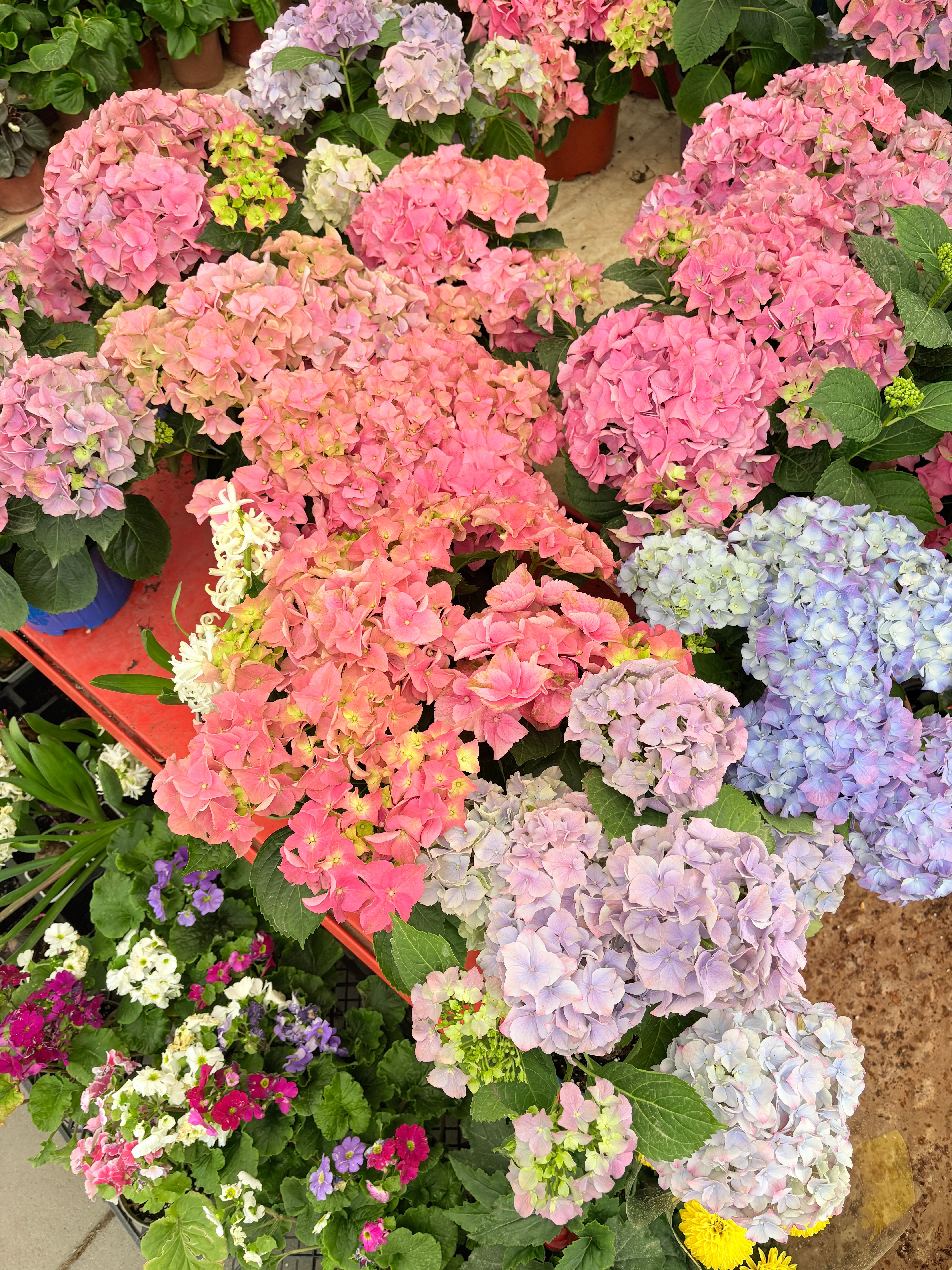 Vibrant Assortment of Colorful Hydrangeas in Bloom · Free Stock Photo