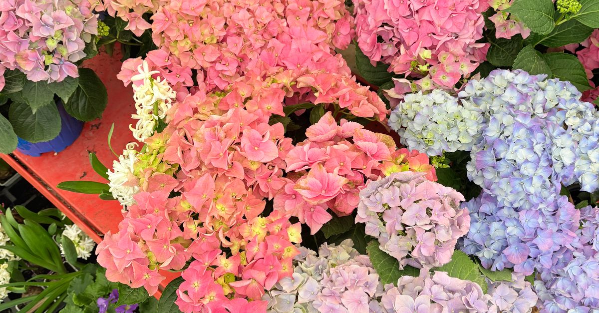 Colorful Hydrangea Tree Vibrant Assortment of Colorful Hydrangeas in Bloom · Free Stock Photo