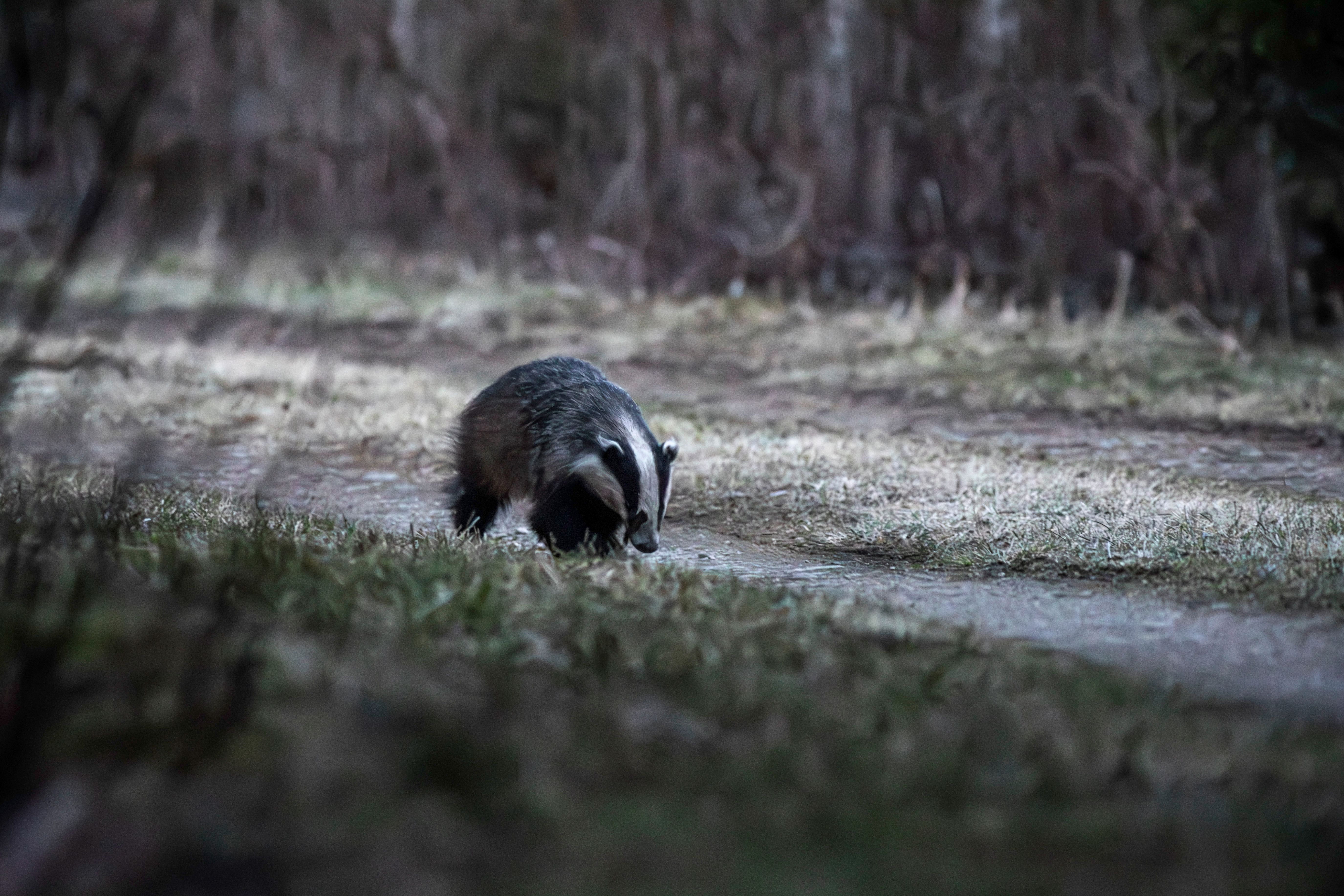 European Badger in Forest During Spring Night · Free Stock Photo